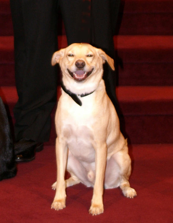 best smiling wedding dog