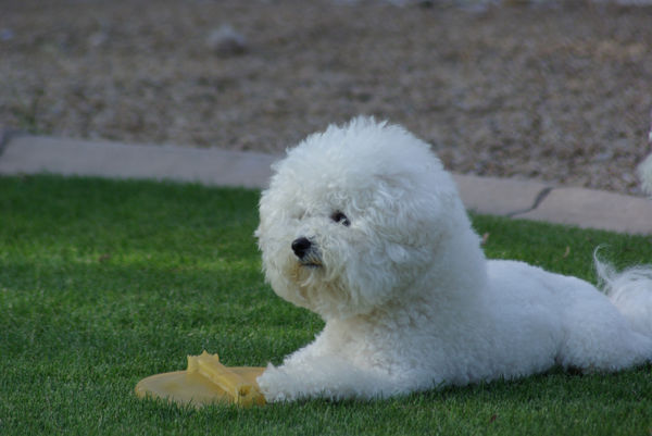 bichon frise white dog att;Al_HikesAZ    http://www.flickr.com/photos/alanenglish/470799812/sizes/l/in/photostream/