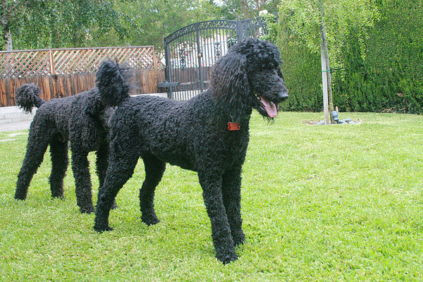 black poodles