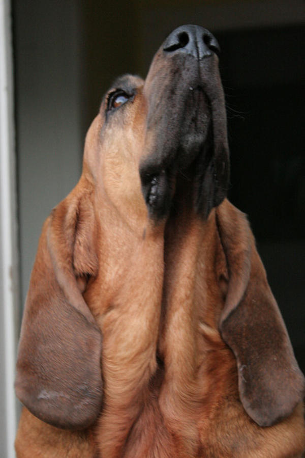 bloodhound smelling