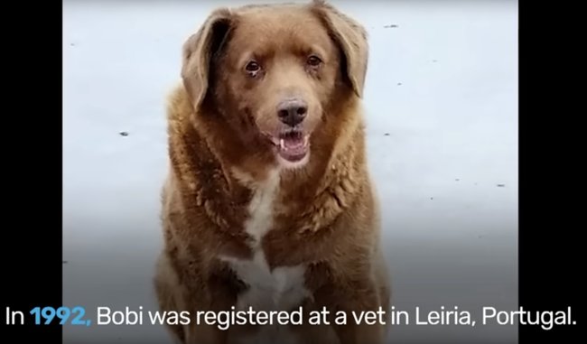 ギネス世界記録！世界最長寿犬