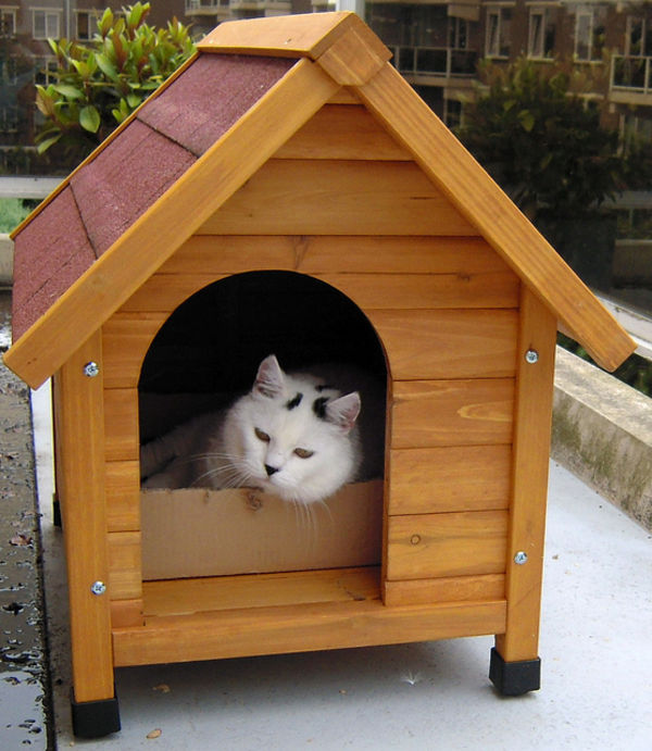 cat in dog house