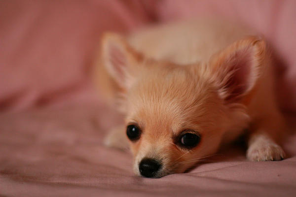 chihuahua cute small dog att;apdk  http://www.flickr.com/photos/62337512@N00/3727916698/sizes/z/in/photostream/