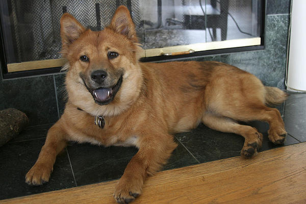 chow mix breed