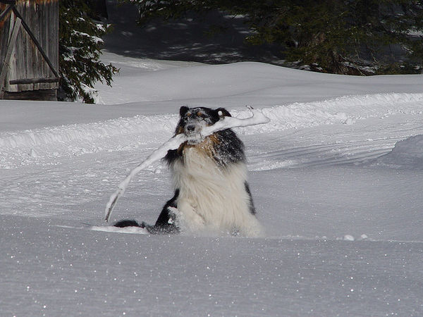 collie with snow stick