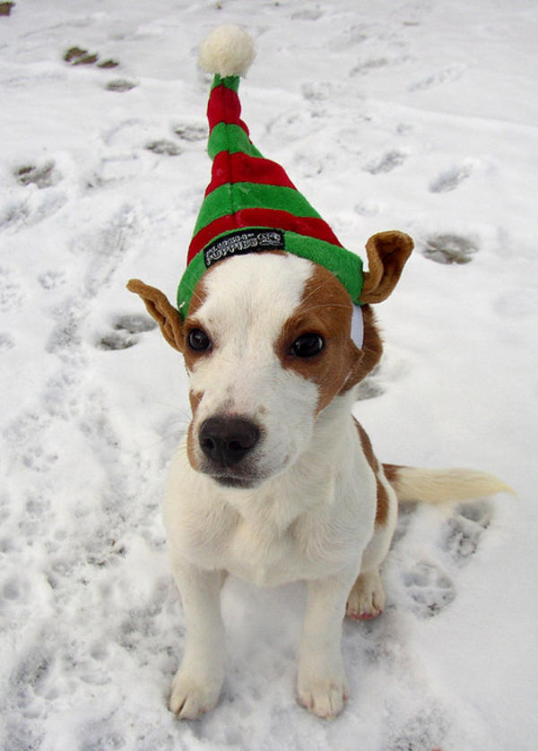 cute beagle elf