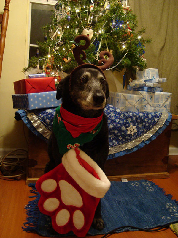 cute christmas dog