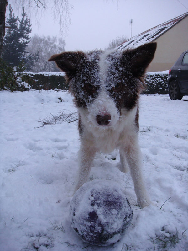 cute dog playing in snow