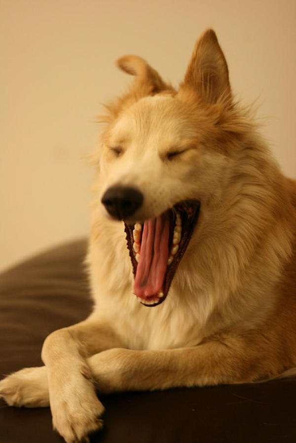 cute yawning dog