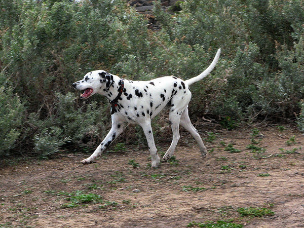 dalmatian happy walking dog att;MsNina http://www.flickr.com/photos/msnina/3198435122/sizes/z/in/photostream/