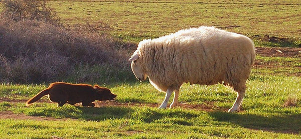 dog vs sheep