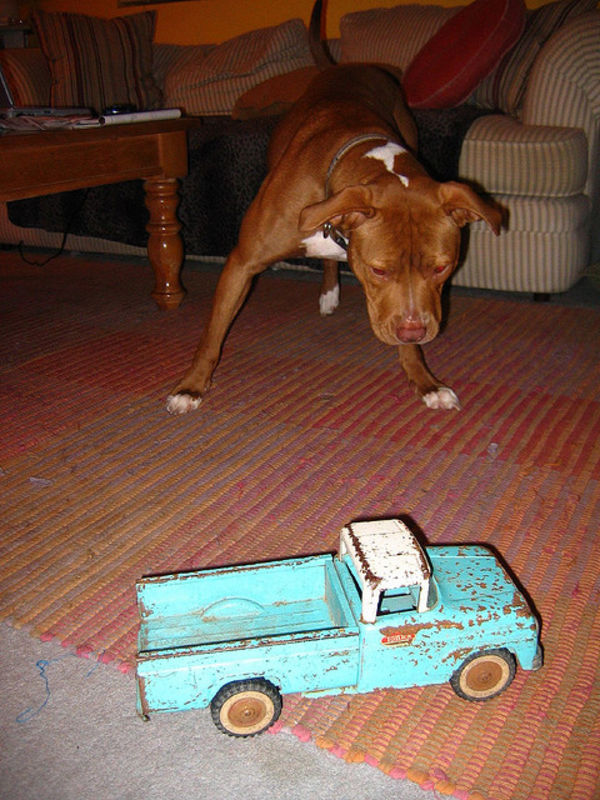 dog vs toy truck