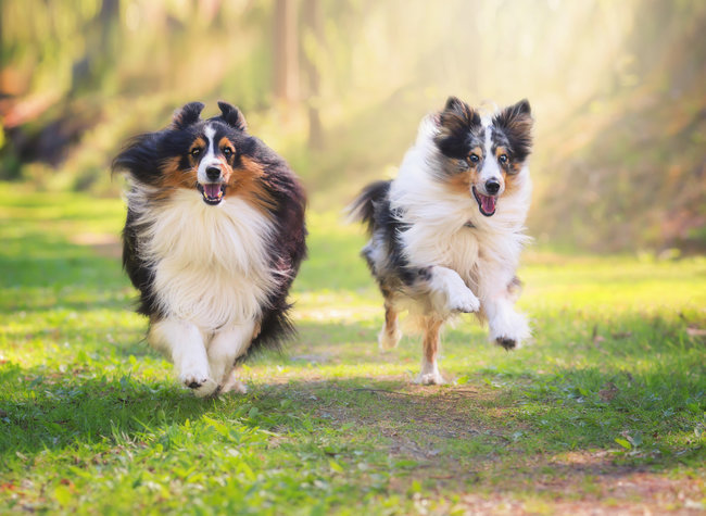 世界最速の陸上動物は犬？