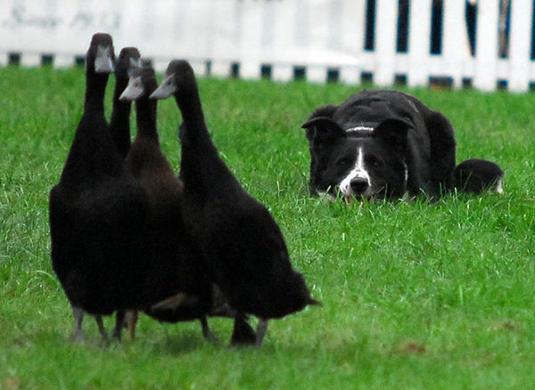 duck herding