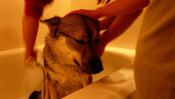 elkhund bath