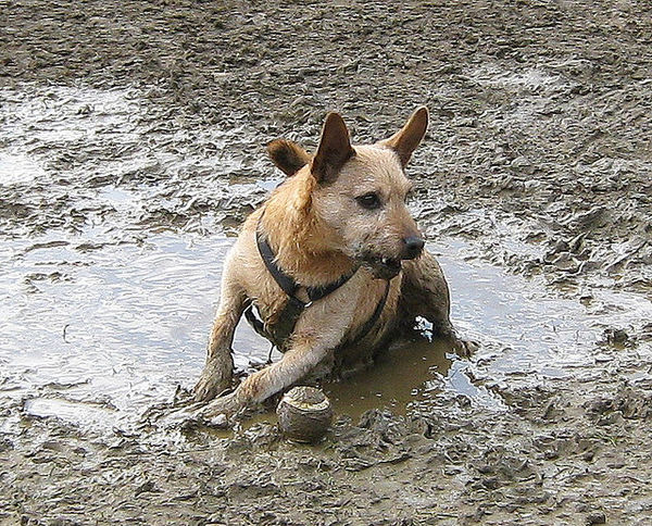 fetch in mud