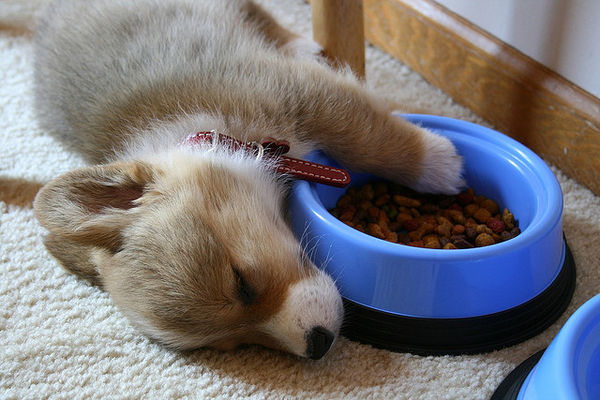 food sleep