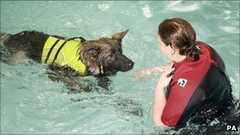 水治療法で病気克服、今は警察犬候補犬！