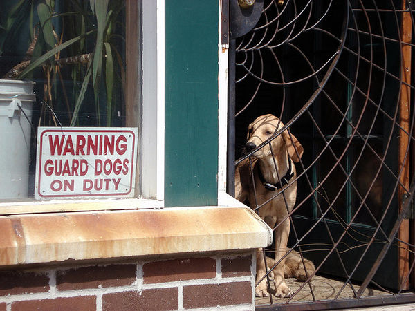 friendly guard dog