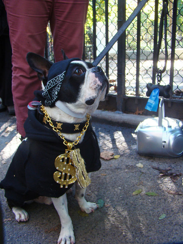 gangsta doggy