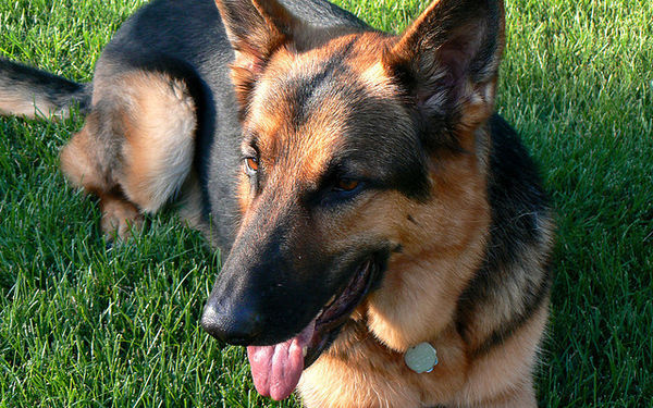 german shepherd dog att;kate e. did http://www.flickr.com/photos/katej/853418592/sizes/z/in/photostream/