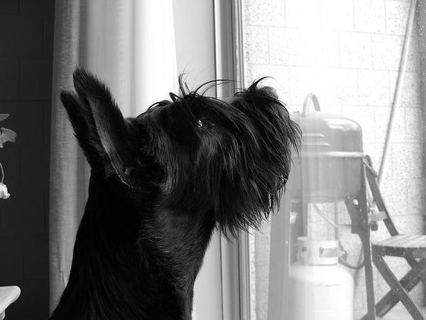 giant schnauzer black dog cute att;CHRISTOPHER MACSURAK  http://www.flickr.com/photos/macsurak/2425221723/sizes/z/in/photostream/