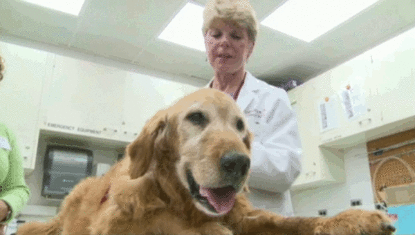犬と人、脳がん治療のワクチン