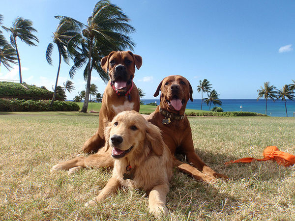 hawaii dogs