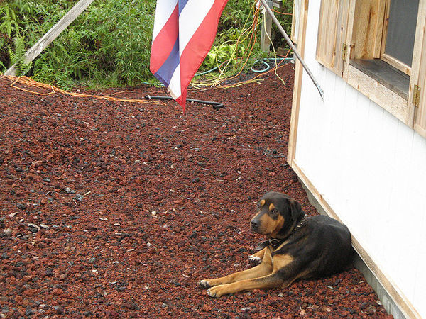hawaiian dog att;Andjam79 http://www.flickr.com/photos/7362334@N08/2359966749/sizes/z/in/photostream/