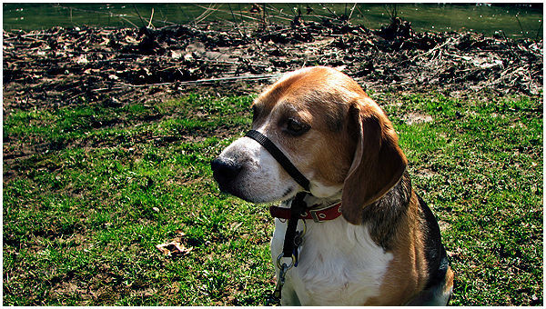 head collar beagle cute