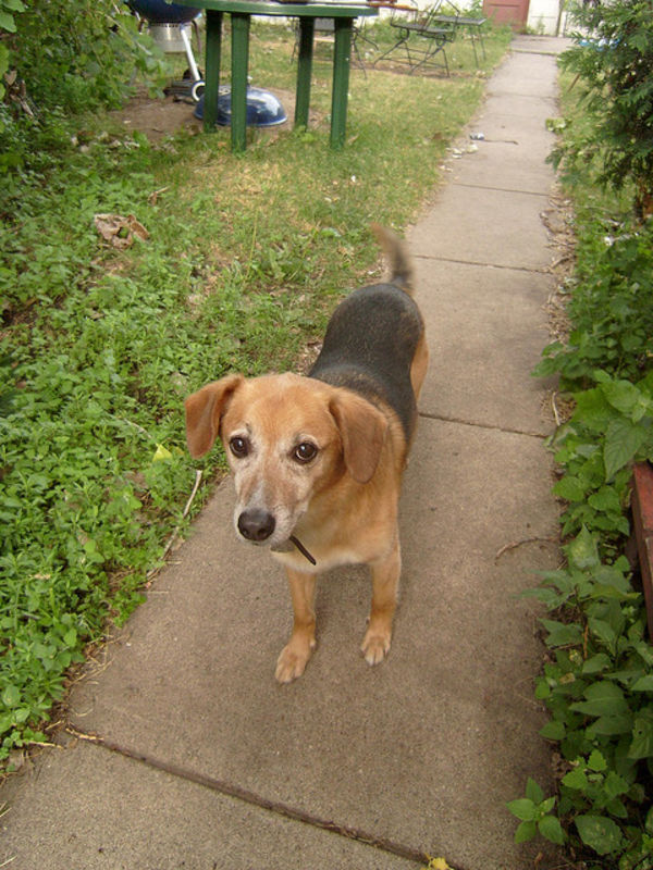 hound cross beagle
