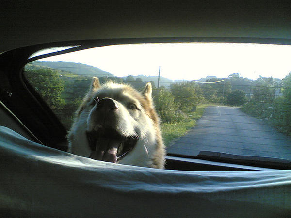 husky car ride