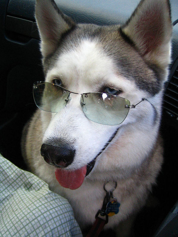 husky cool glasses