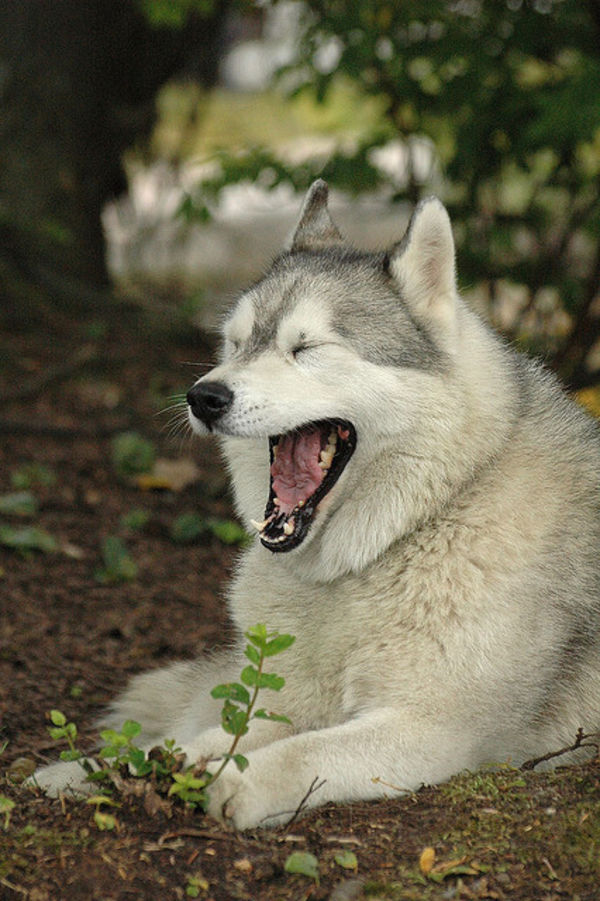 husky yawning