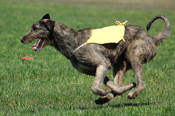 irish woflhound running att;Sighthound http://www.flickr.com/photos/wolfhound/491284604/sizes/z/in/photostream/