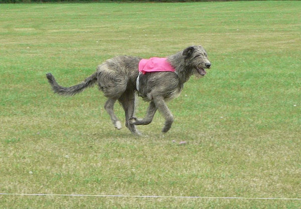 irish wolfhound