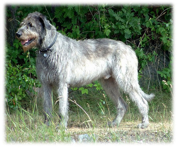 irish wolfhound dogs beautiful att;Edine http://www.flickr.com/photos/stovesen/310496404/sizes/z/in/photostream/