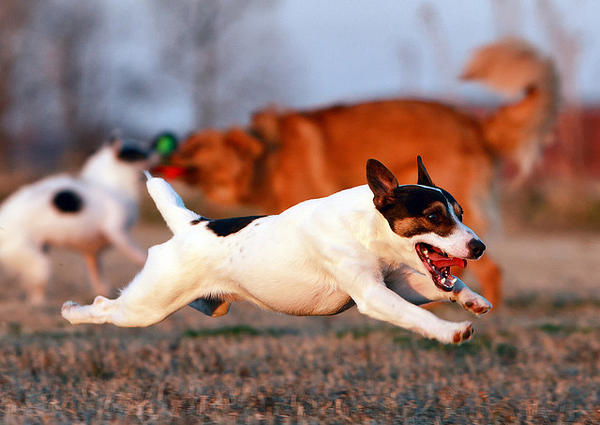 jack russell terrier super runner