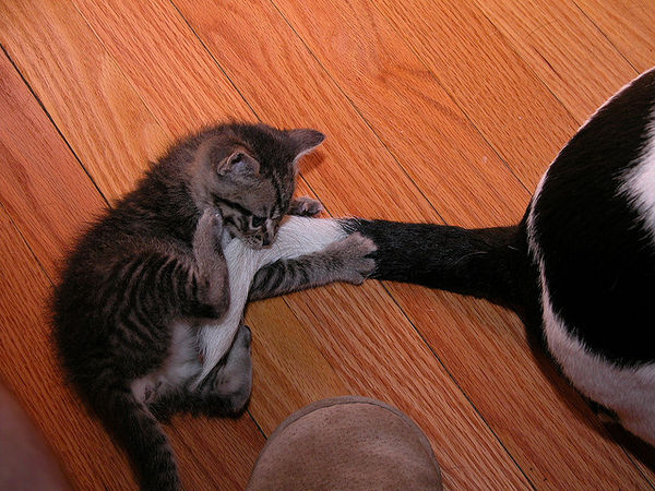 kitten playing with dog tail