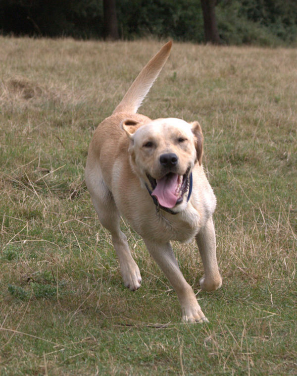 labrador retriever happy runner att;scoutjacobus http://www.flickr.com/photos/mfryer7/4874511161/sizes/z/in/photostream/
