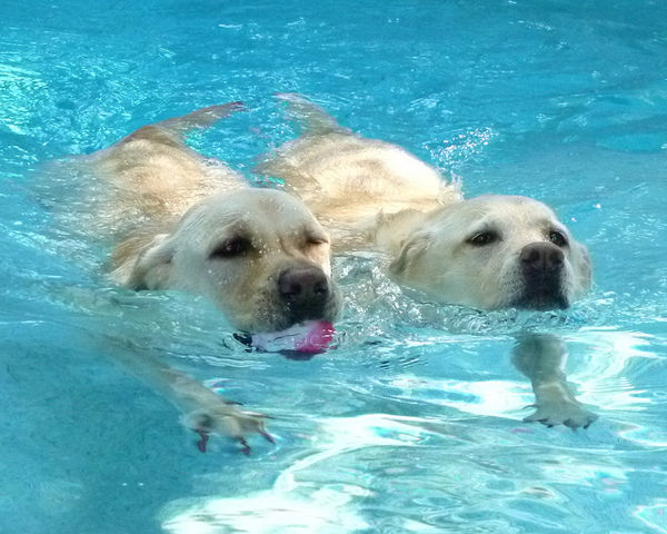 labs in water
