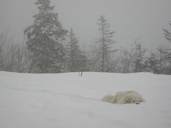 laying in snow