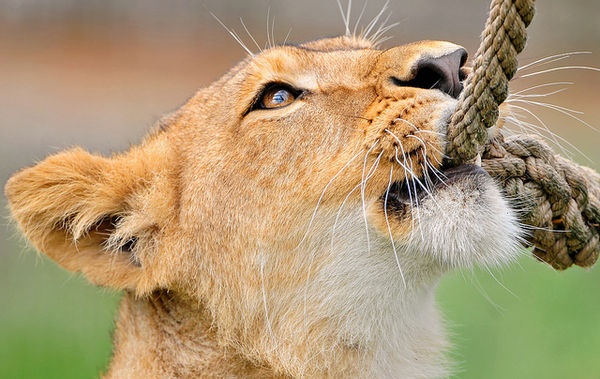 lion biting