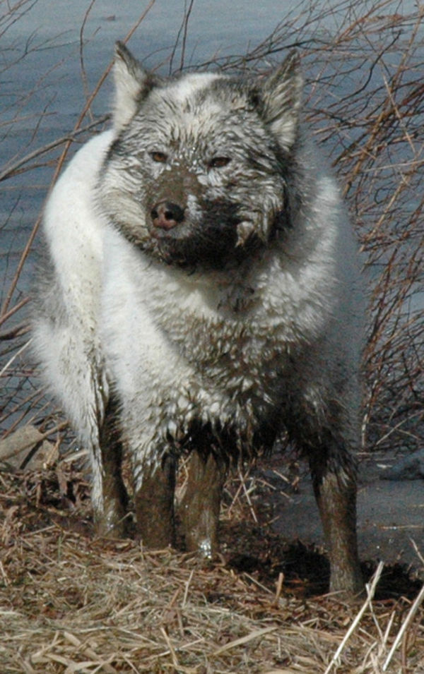 muddy husky