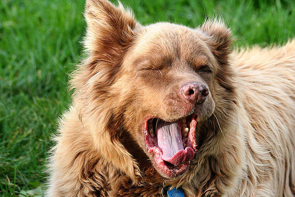 nice yawn