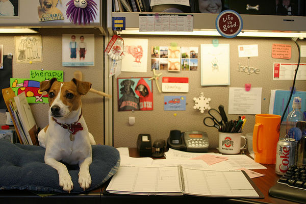office dog