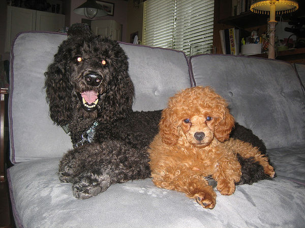 poodle couch black camel dogs  att;underthehat    http://www.flickr.com/photos/underthehat/2083628563/sizes/z/in/photostream/