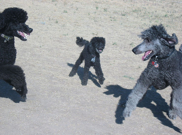 poodles black poodles cute dogs att;tracy out west http://www.flickr.com/photos/altmania/2767924673/sizes/z/in/photostream/