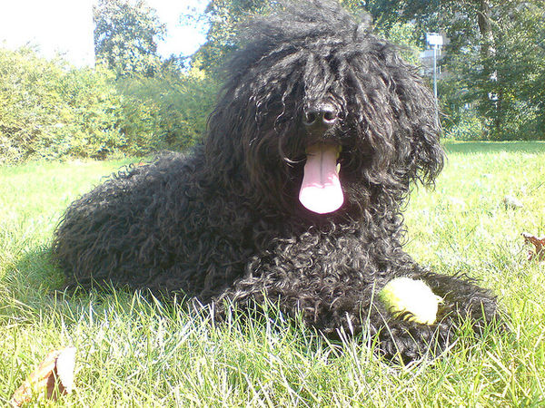 puli black dog cute att;Tanja de Bie  http://www.flickr.com/photos/tanjadebie/249718264/sizes/z/in/photostream/