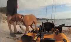 メキシコ湾を泳いでいた犬が救出される